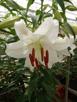 [5264 Casa Blanca A1 No02.JPG]